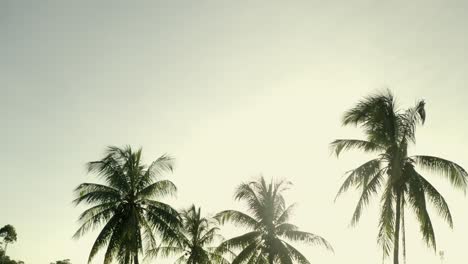 Sun-flickering-through-coconut-tree-palms-in-tropical-rainforest-sunset,-camera-pan