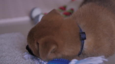 playful cute little shiba inu puppy chewing toy during puppy teething period around 8 weeks