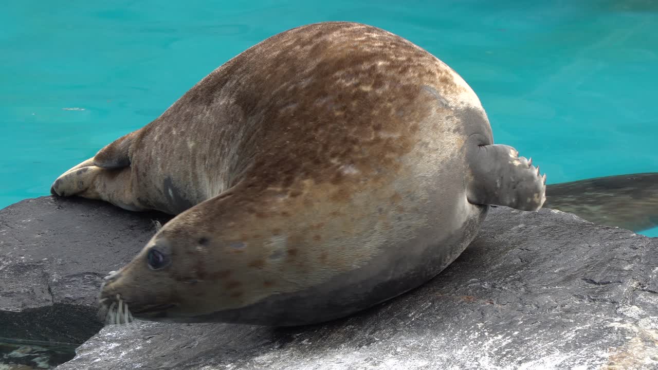 focas de puerto descansa sobre la roca p4