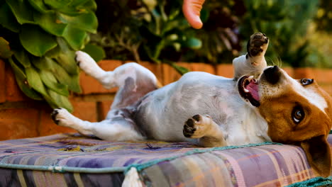 Jack-Russell-Yace-Boca-Arriba-Enseñando-Los-Dientes-Juguetonamente,-Burlado-Por-El-Dueño