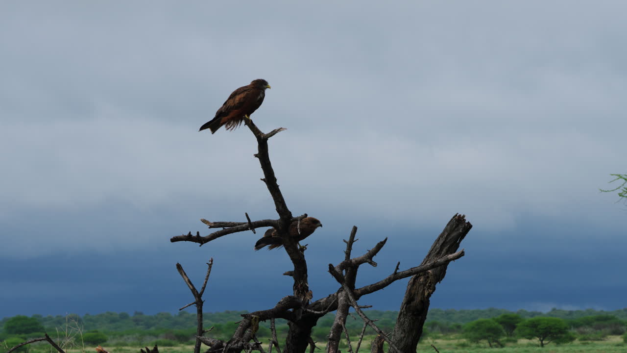 Pair Of Hawks Perched On Dead Tree Branch At Central Kalahari Game Reserve With Overcast Sky. - wide shot