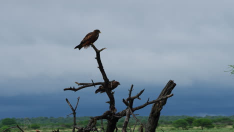 pair of hawks perched on dead tree branch at central kalahari game reserve with overcast sky. - wide shot