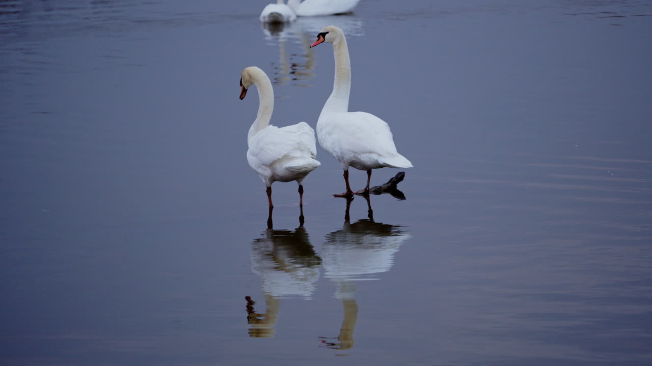 Two adult swans preen themselves on a still pond at dawn