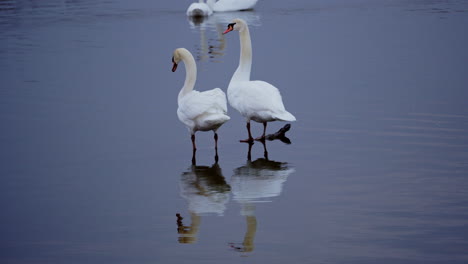 two adult swans preen themselves on a still pond at dawn