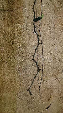 vine and shadow on a cracked concrete wall