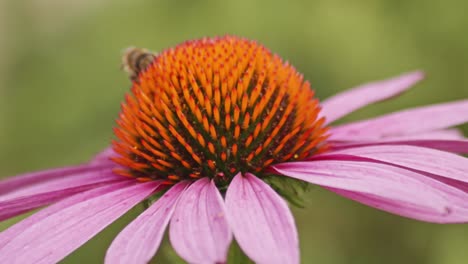 macro of a wild honey bee collecting pollen and taking off into flight from orange coneflower against blurred green background