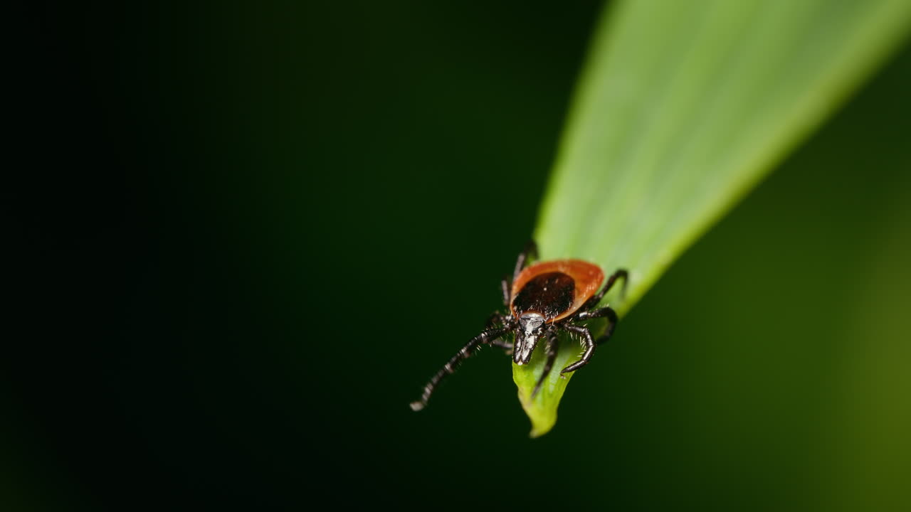 Castor bean tick (Ixodes ricinus) on tip of plant leaf in summer. Macro view of adult female insect