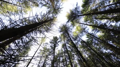 View-from-below-of-the-trees-of-a-forest