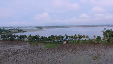 water lily pond river sea,water lily blooming,beautiful aerial shot