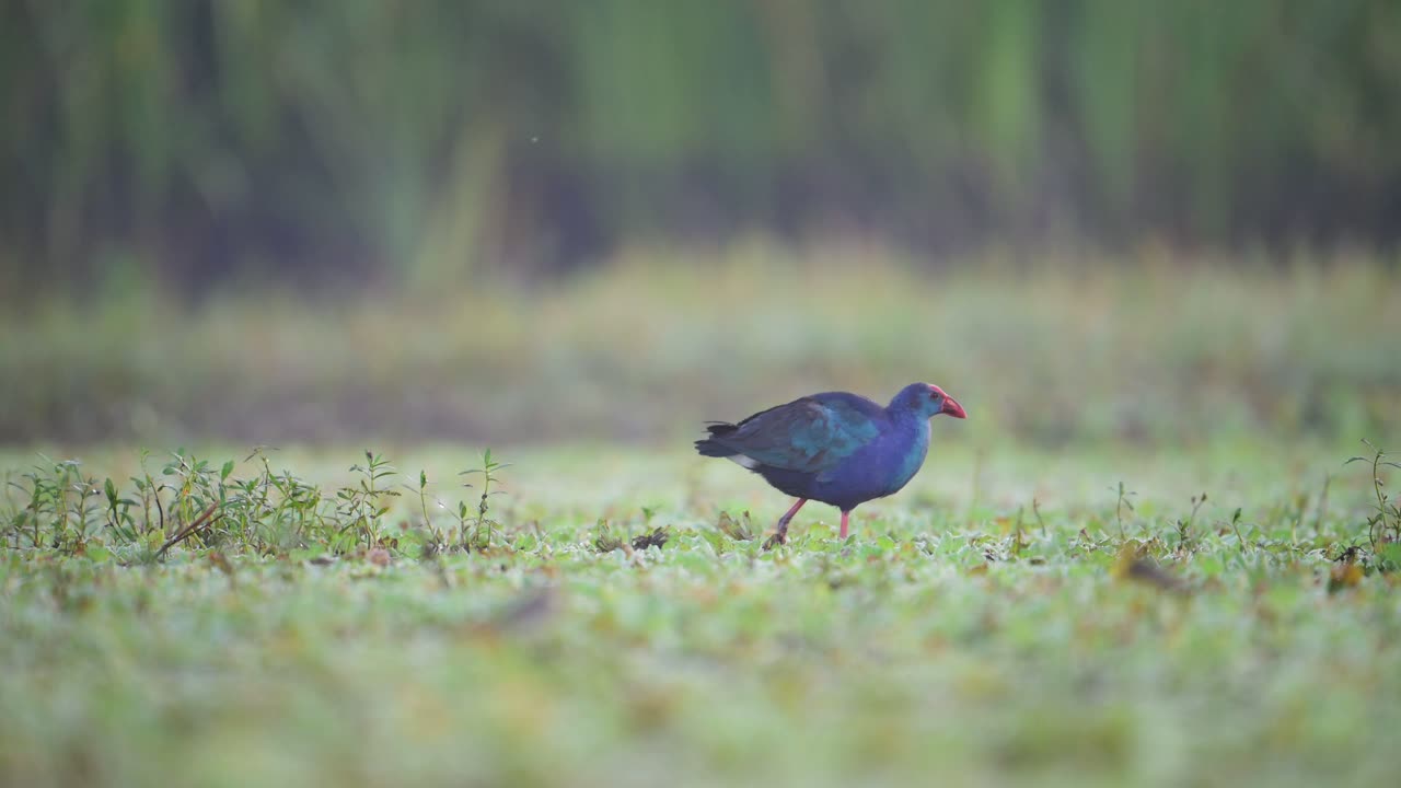 A vibrant purple swamphen bird with a red beak and long legs gracefully wades through a shallow wetland covered in green aquatic plants.