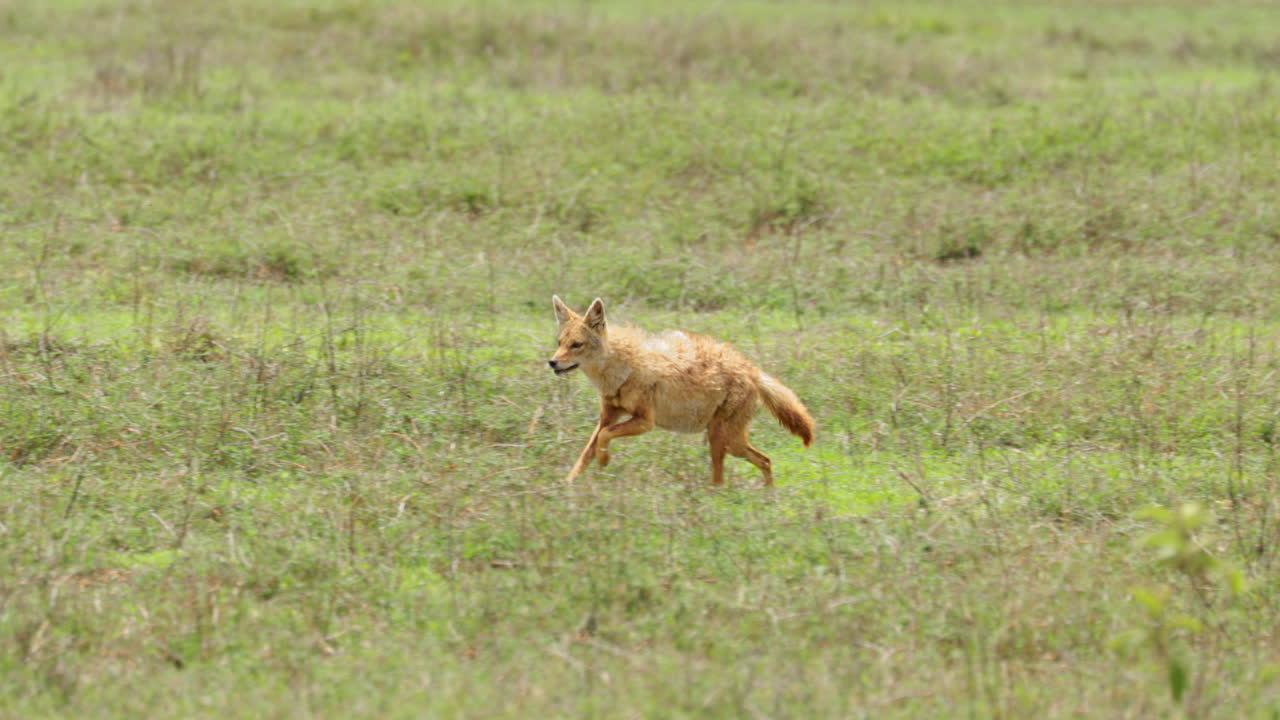 chacal corre a través de la hierba hacia la cámara