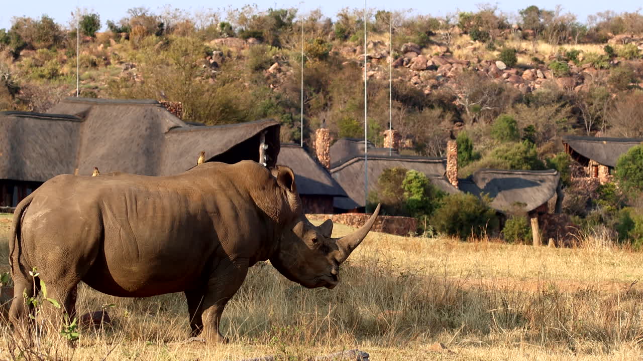 White rhino bull with erection and big horn stretches in field near safari lodge