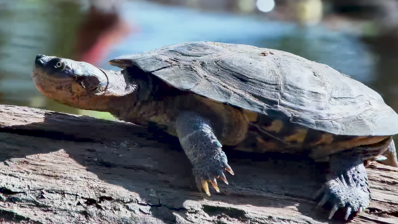 A wild terrapin clambers along a log