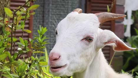 white goat eating plants