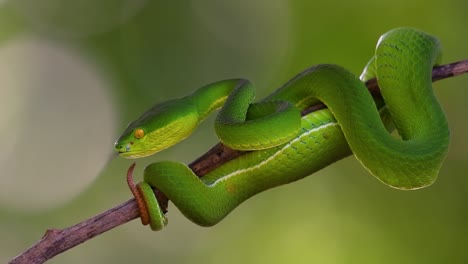 la víbora de labios blancos es una víbora venenosa endémica del sudeste asiático y a menudo se encuentra durante la noche esperando en una rama o rama de un árbol cerca de un cuerpo de agua con muchos alimentos