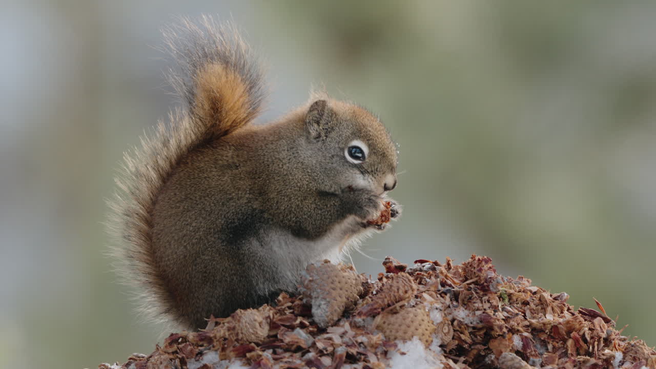 Scoiattolo rosso americano che mangia noci nello Yukon, Canada