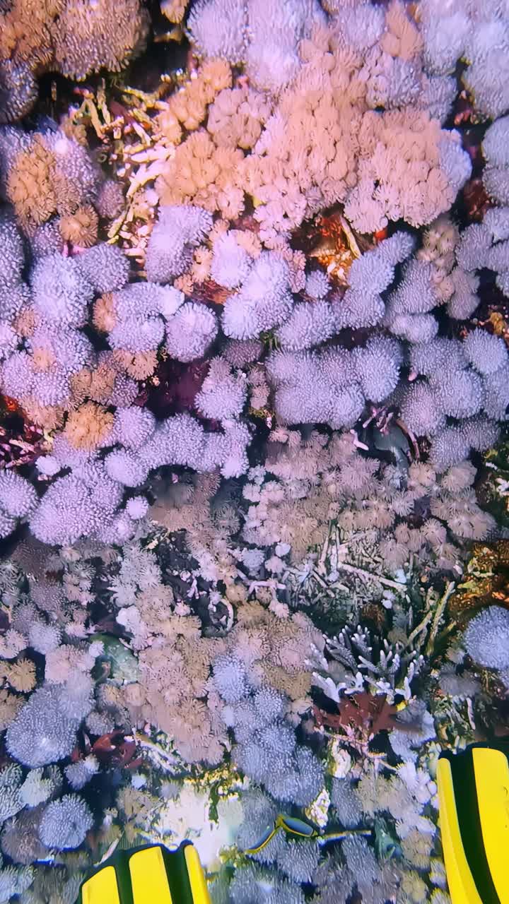 Subacqueo con pinne gialle esplora una vivace barriera corallina sottomarina