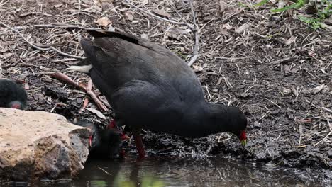 una gallina adulta alimentando a sus polluelos en la orilla de un estanque