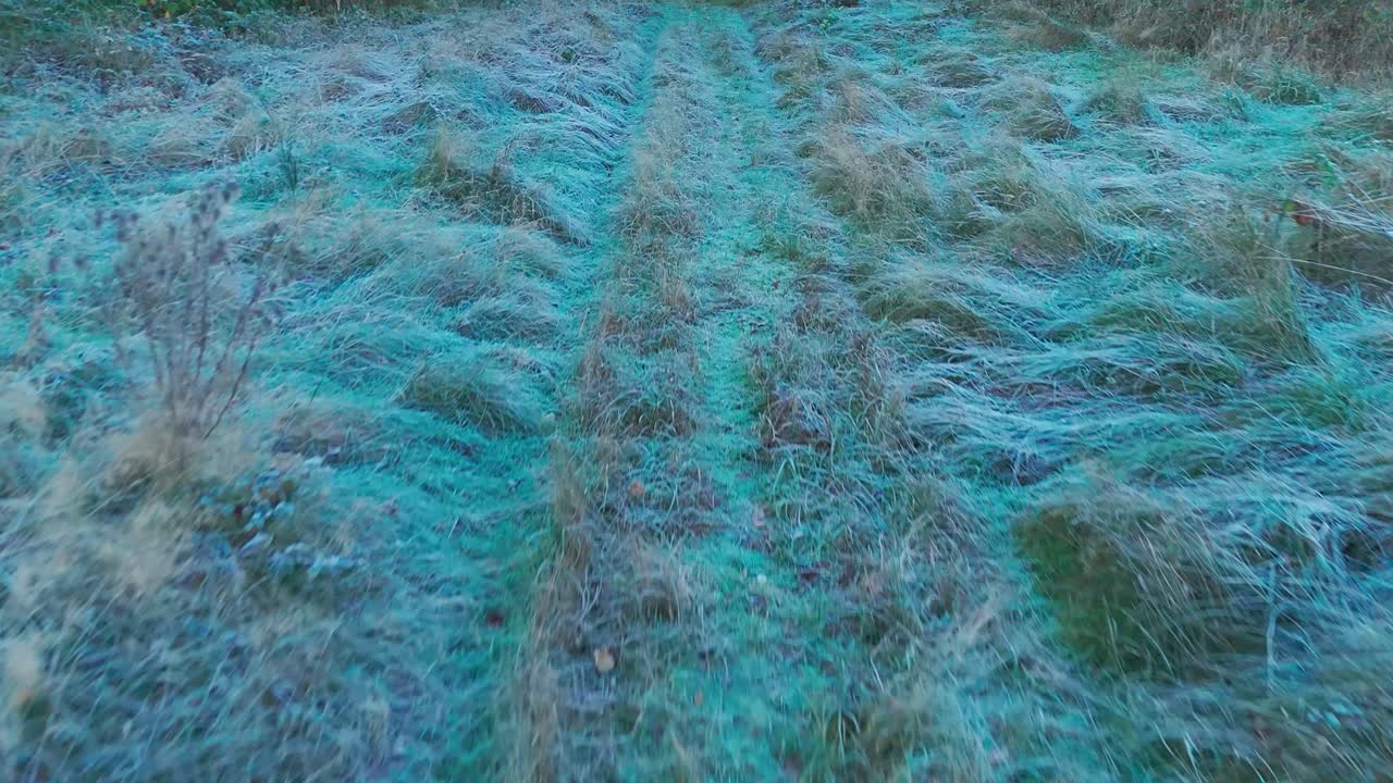 campo de hierba congelado