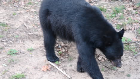 a black bear walks on dirt in a zoo forest, mammal with black fur