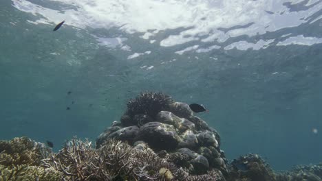 el pez gatillo de cola rosa nada con gracia sobre el arrecife de coral, con la luz del sol bailando en la superficie del agua por encima, creando una escena submarina serena y pintoresca