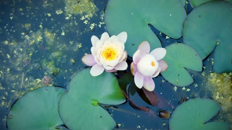 water lily in the morning in a natural pond, pink and white water lily, timelapse opening