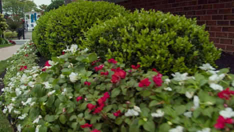 manicured pink and white flower bushes flutter in slow motion