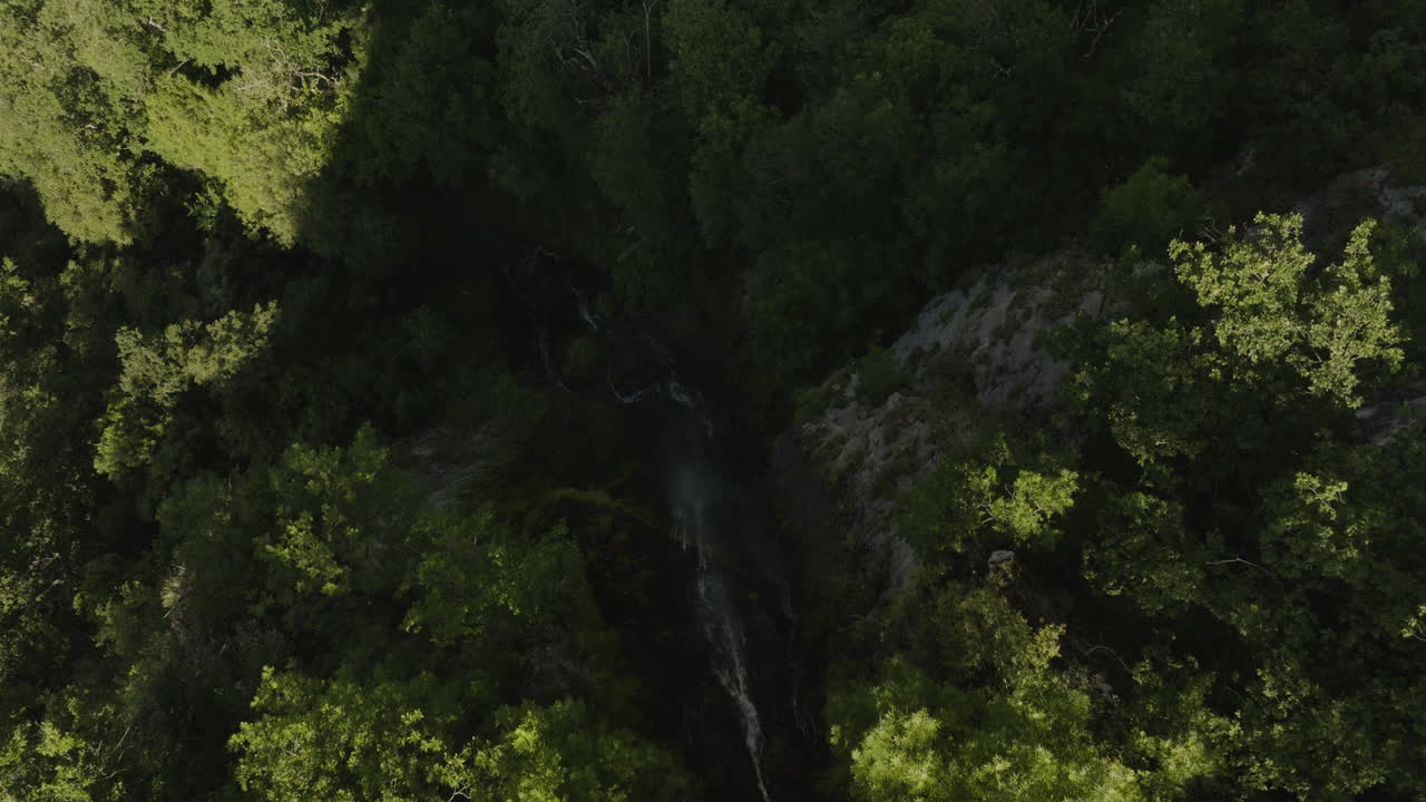 garganta cubierta de follaje verde denso en la selva tropical del parque borjomi, georgia