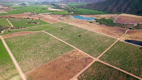 Aerial-orbit-of-sections-of-vines-and-vineyards-with-separations-and-gaps-in-the-Casablanca-Valley,-Chile-on-a-sunny-day