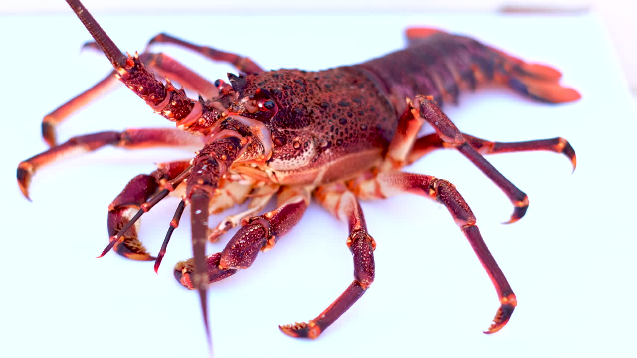 Rack focus view of live angry looking spiny cape rock lobster, seafood delicacy