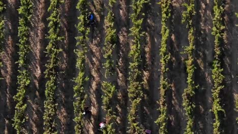 Drone-shot-of-Asara-grape-farm,-capturing-workers-diligently-tending-to-the-vineyard