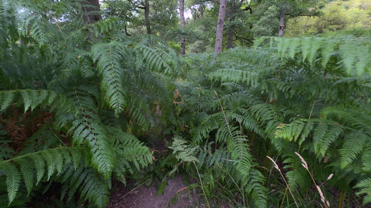 Walking through waist high Common Fern plants growing in woodland. Warwickshire, England