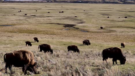 Herd-of-Bison-Grazing-in-Lamar-Valley