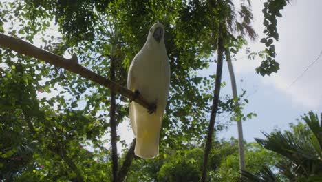 white cockatoo perched on a branch with sky and green tree branches in the background