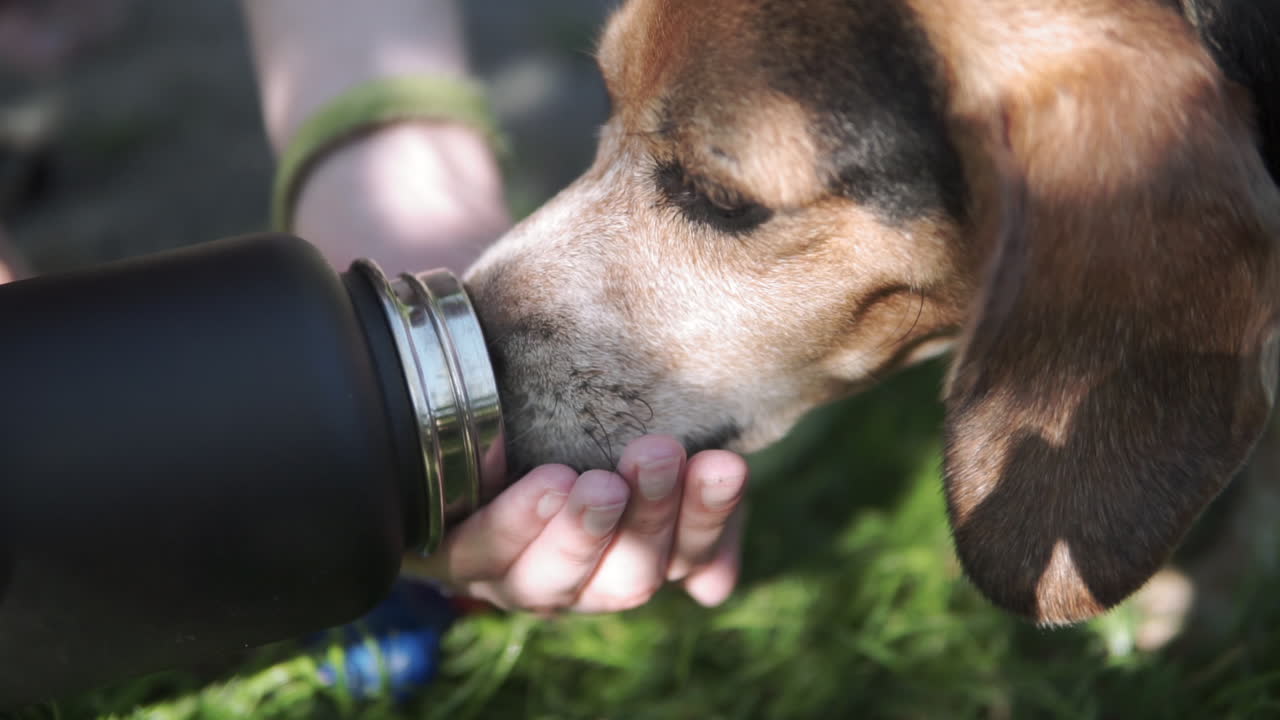 perro beagle bebiendo de la mano y la botella de una mujer joven durante la caminata por el sendero