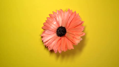 schöne rote gänseblume, die sich schnell auf einem rotierenden gelben hintergrund dreht.