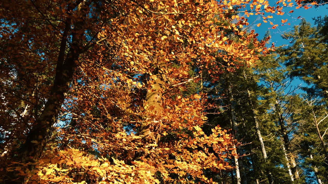 Slowly Moving Orange Leaves in Autumn in the Mountains for Mental Relaxation