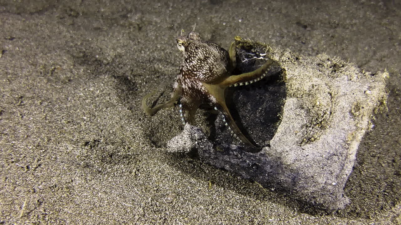 A rusted and broken tin can lies on the seabed. From behind, a pair of tentacles glide across the tin. A coconut octopus emerges and slides into the interior of the tin can