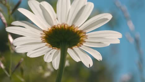 daisy in rain