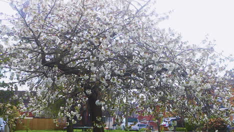 Flor-De-Cerezo-Creciendo-En-Una-Zona-Residencial-De-La-Ciudad-Inglesa-De-Oakham-En-El-Condado-De-Rutland-En-El-Reino-Unido.