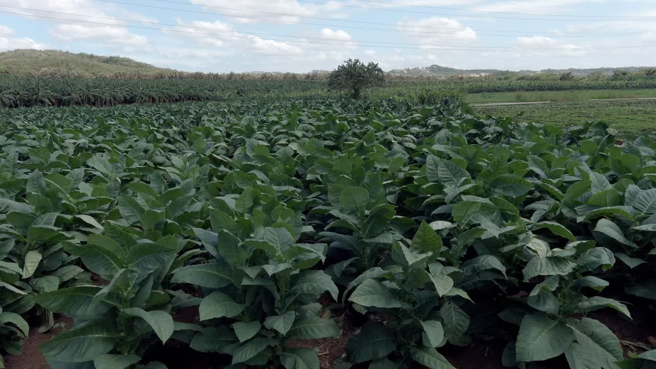 plantas de tabaco movidas por el viento