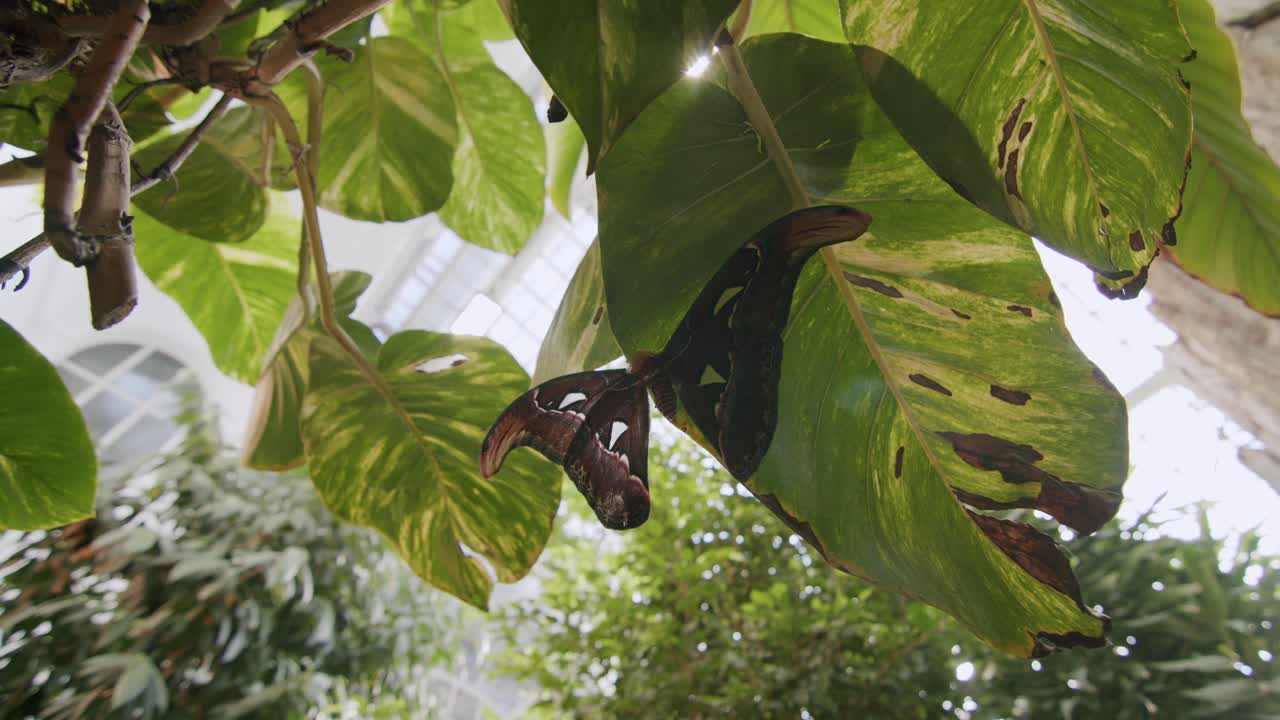 Large butterfly resting under tropical leaf in a sunny indoor garden setting