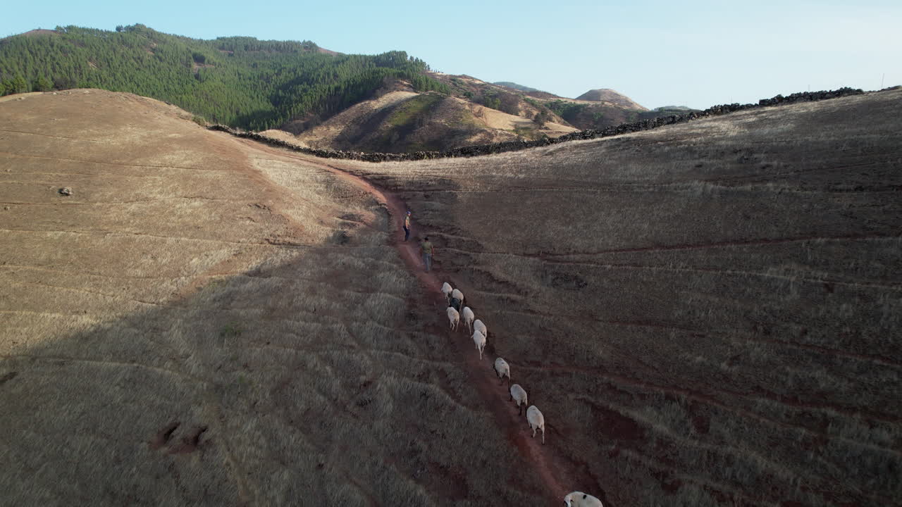 vista aérea de pastores conduciendo un rebaño de ovejas colina arriba durante un día soleado