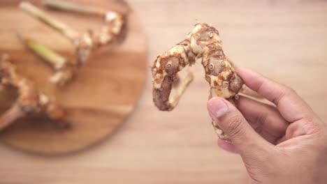 hand holding a piece of galangal root