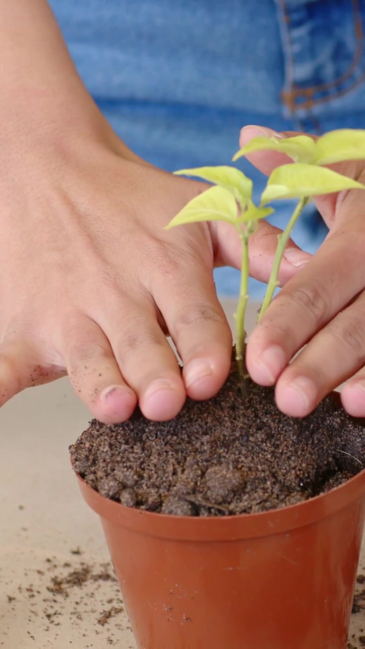 Vídeo vertical: Mãos vestidas de jeans inclinando e derramando terra em um vaso na mesa, plantando uma muda de dois caules.