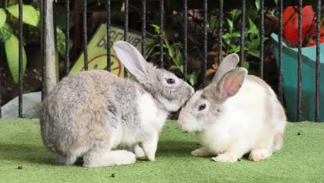 two rabbits in a cage