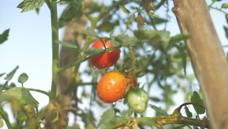 Schöne-Szene-Einer-Natürlichen-Freash-Kirschtomate-Im-Baum-Mit-Etwas-Wasser-Frisch