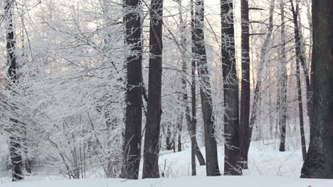 Bosque-De-Invierno-Y-Sol.-Escena-Nevada-En-El-Bosque-Con-El-Sol-Brillando-A-Través-De-Los-árboles