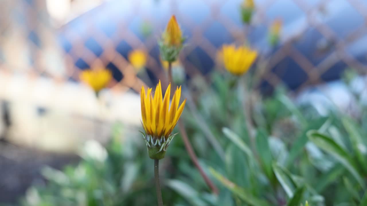 Fiore di gazania giallo che sboccia nel tempo