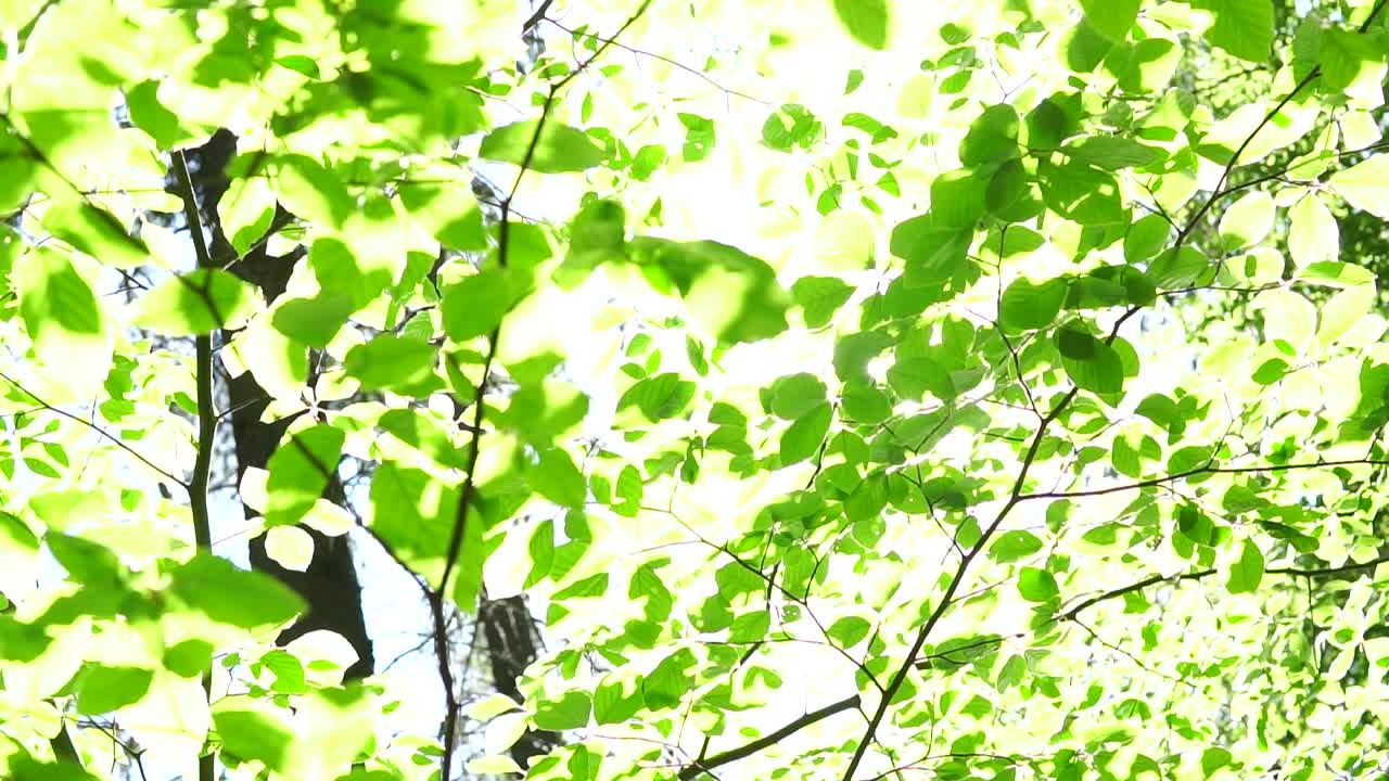 숲의 마법 미끄럼틀